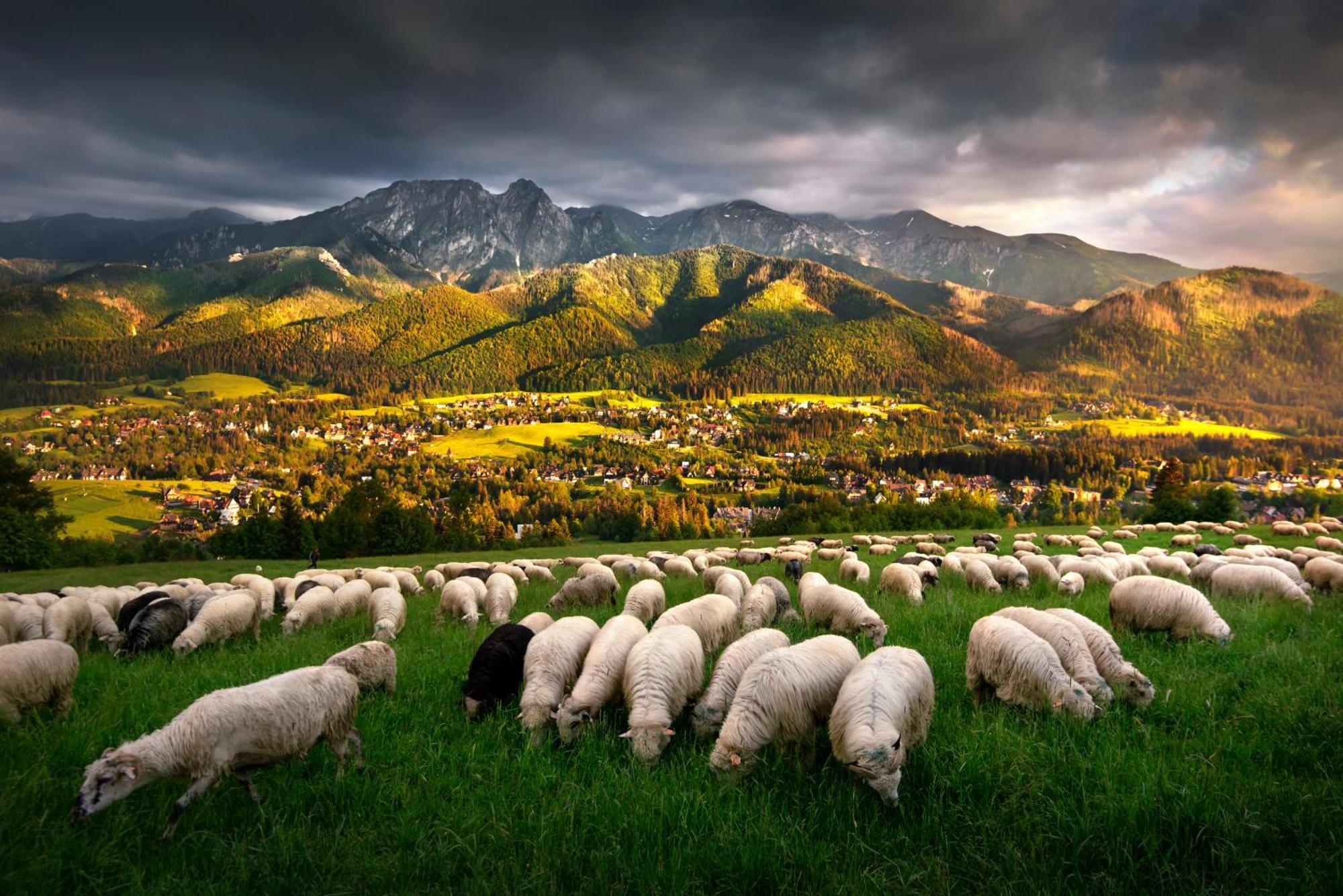 Gorska Osada Luxury Chalets Zakopane ポロニン エクステリア 写真